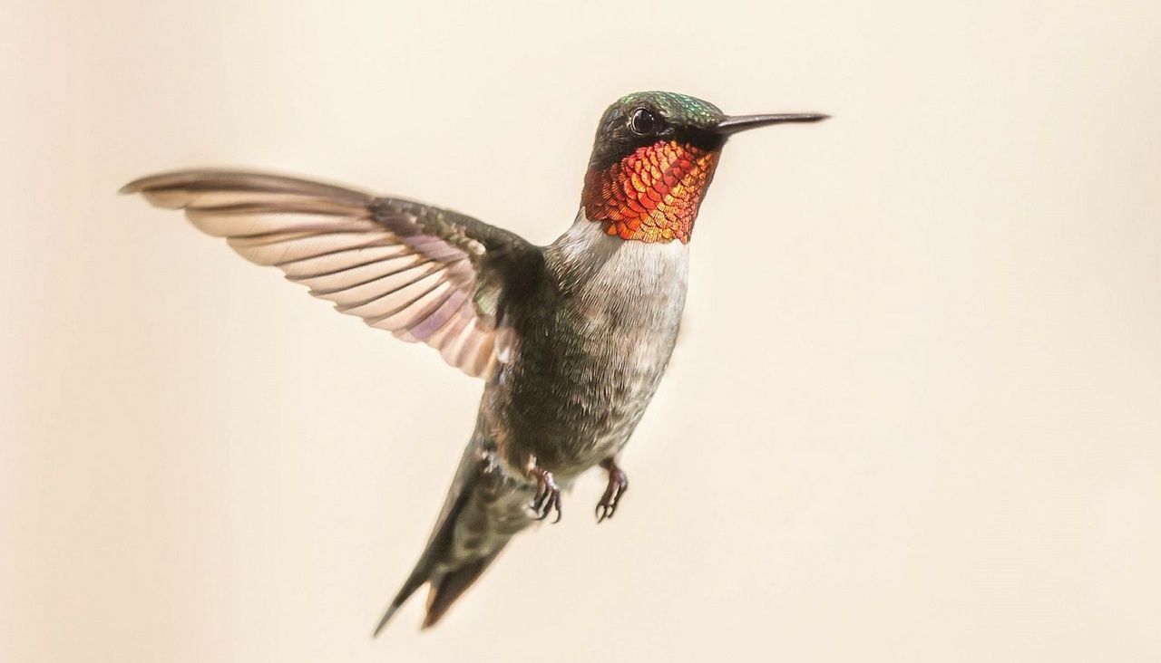 Google Hummingbird, el algoritmo de SEO